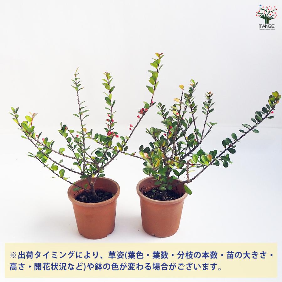 ガジュマル、ハリツルマサキセット ハリツルマサキ 花木苗 4号鉢/お買い得2個セット 常緑 カラーリーフ