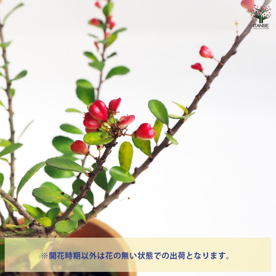 ハリツルマサキ 花木苗 4号鉢/お買い得2個セット 常緑 カラーリーフ