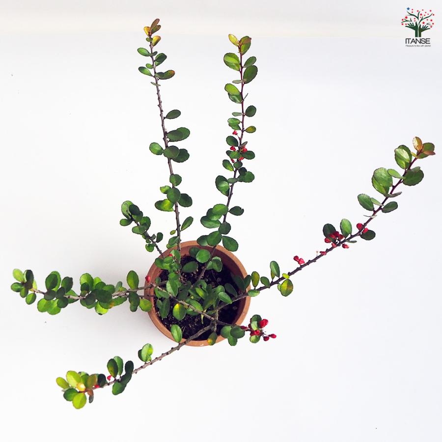 ハリツルマサキ 花木苗 4号鉢/お買い得2個セット 常緑 カラーリーフ