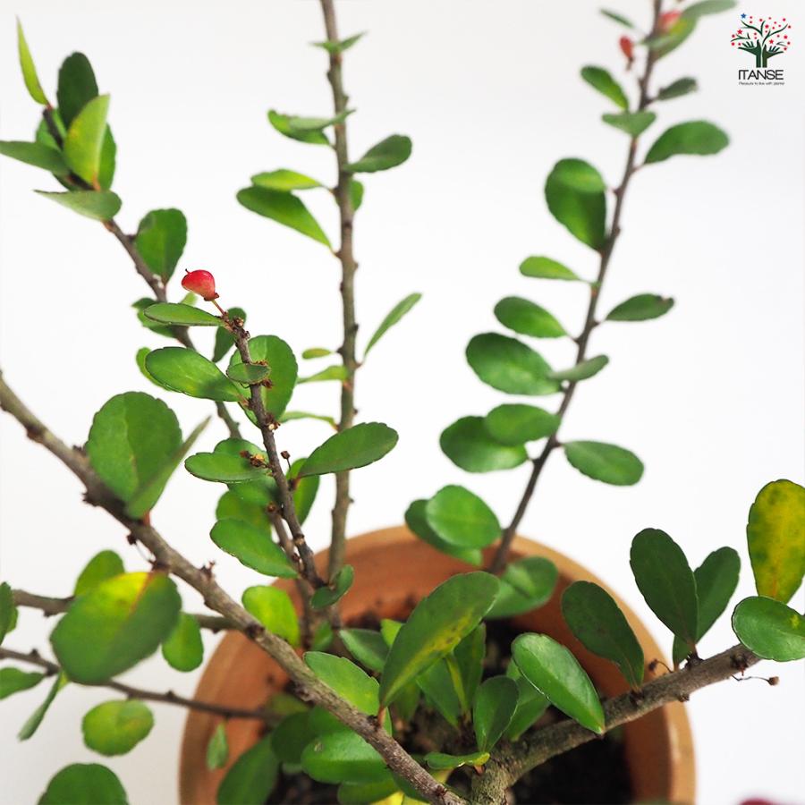 ハリツルマサキ 花木苗 4号鉢/お買い得2個セット 常緑 カラーリーフ
