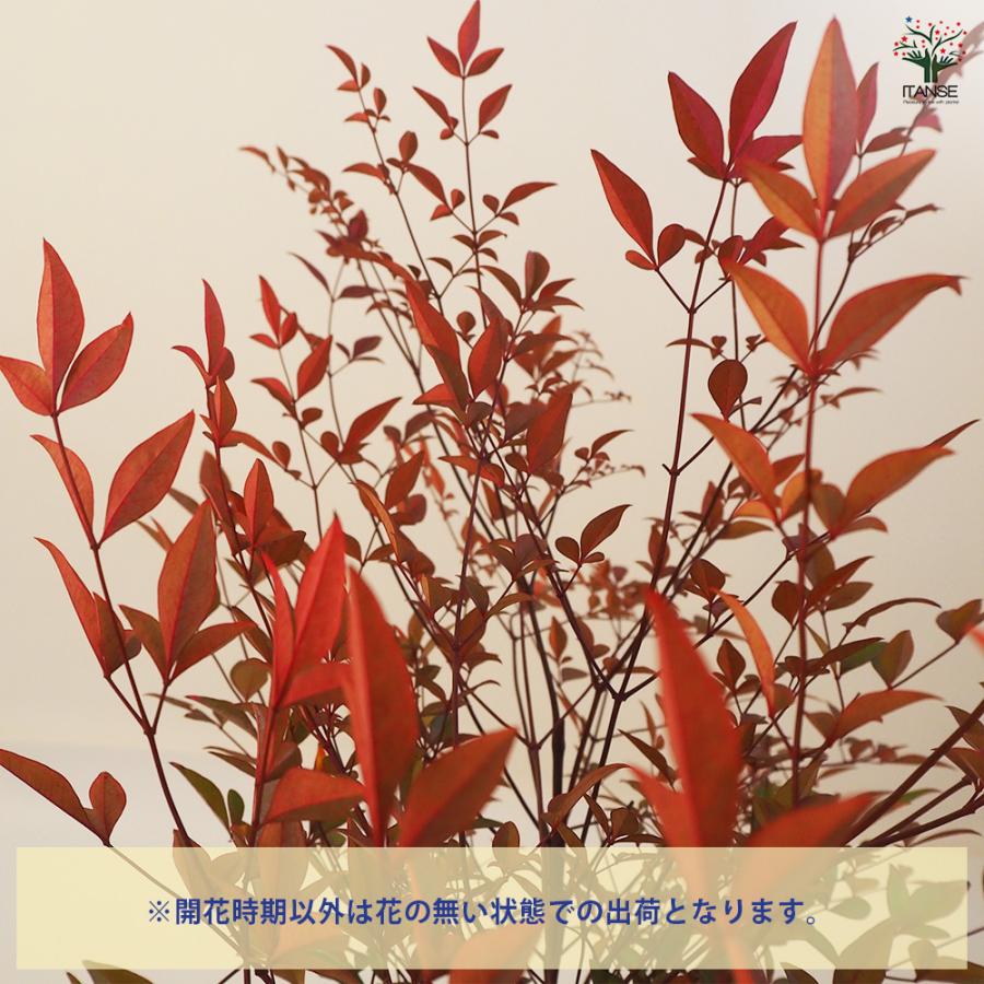 南天 根巻き 花木苗 4.5号ポット/1個売り なんてん ナンテン 厄除け