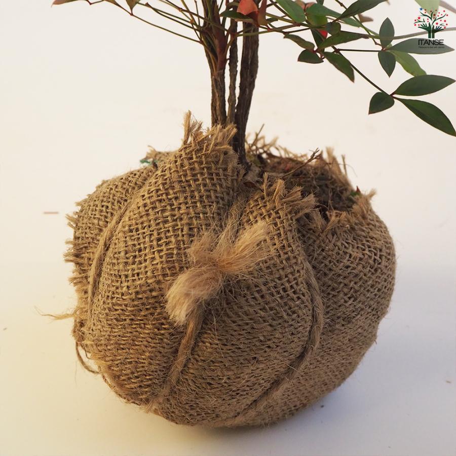 南天 根巻き 花木苗 4.5号ポット/1個売り なんてん ナンテン 厄除け