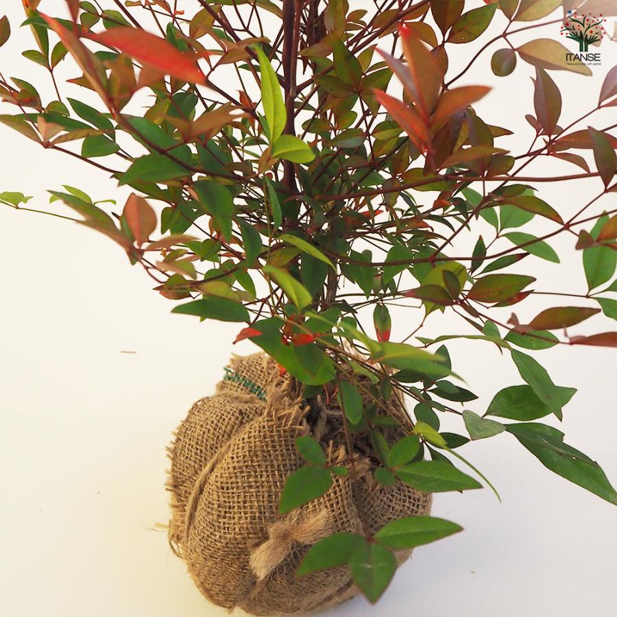 南天 根巻き 花木苗 4.5号ポット/1個売り なんてん ナンテン 厄除け