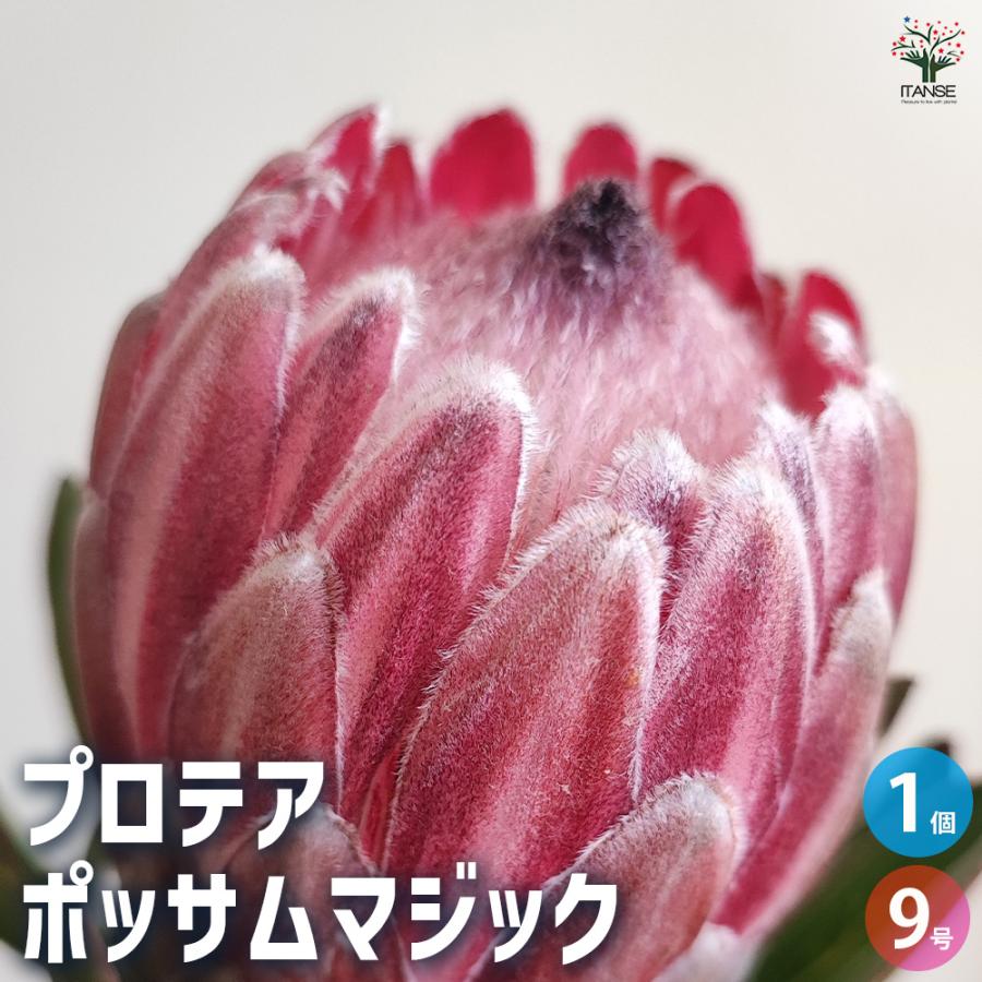 プロテア ポッサムマジック大苗 花木苗 9号鉢/1個売り 美しく彩られた