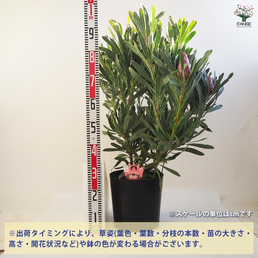 ①現品1点物‼︎ 幹が太く根もしっかり張ってるプロテア・ポッサムマジック4輪咲き プロテア ポッサムマジック大苗 花木苗 9号鉢/1個売り 美しく彩られた