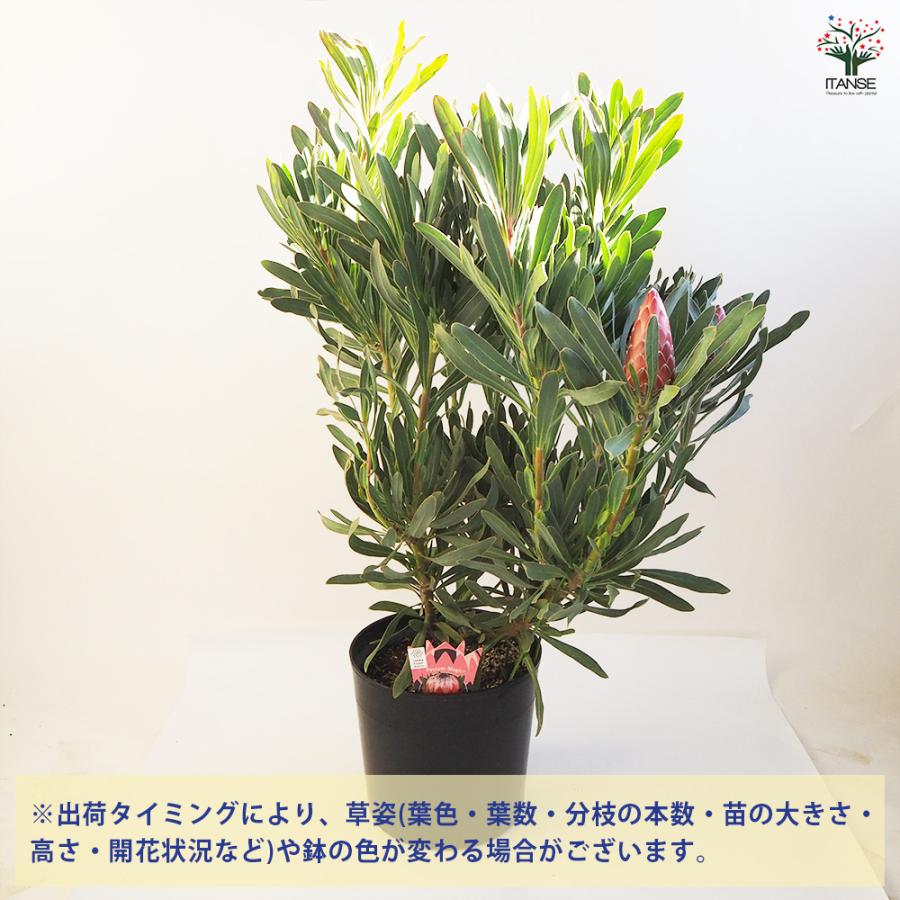 プロテア ポッサムマジック大苗 花木苗 9号鉢/1個売り 美しく彩られた