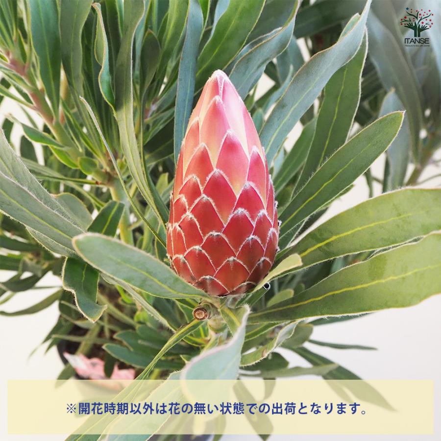 プロテア ポッサムマジック大苗 花木苗 9号鉢/1個売り 美しく彩られた