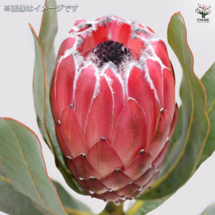 プロテア ポッサムマジック大苗 花木苗 9号鉢/1個売り 美しく彩られた