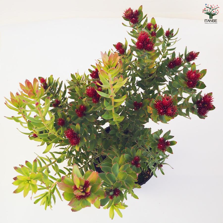 リューコスペルマム カリプソレッド 花木苗 7号鉢/1個売り 花苗 花の苗