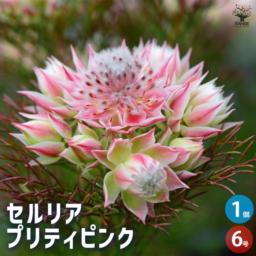 セルリア プリティピンク 6 ファイバー鉢 セルリア プリティピンク 花木苗 6号鉢/1個売り 花木の苗 Proteaceae