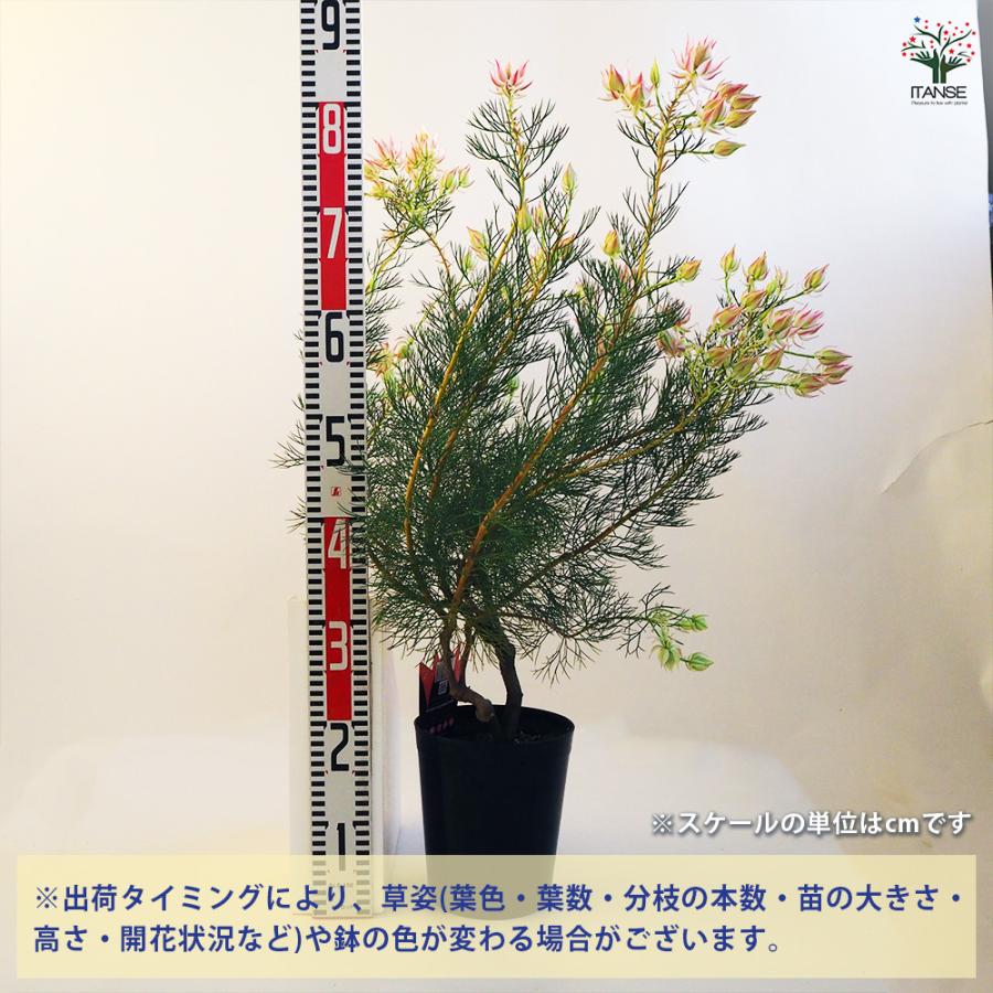①*ஐ2種*ஐセルリア・苗木・プリティピンク&フィリカプベッセンスワフトフェザー セルリア プリティピンク 苗 販売 苗木部 By 花ひろばオンライン