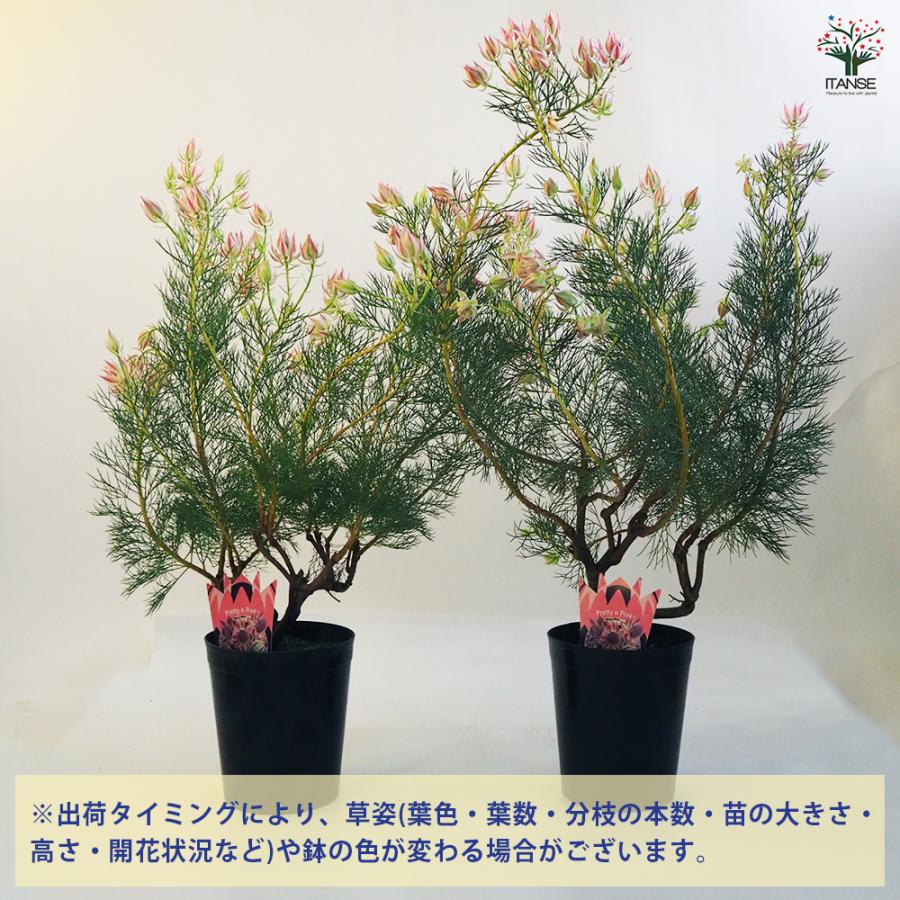 セルリア プリティピンク 花木苗 6号鉢/1個売り 花木の苗 Proteaceae