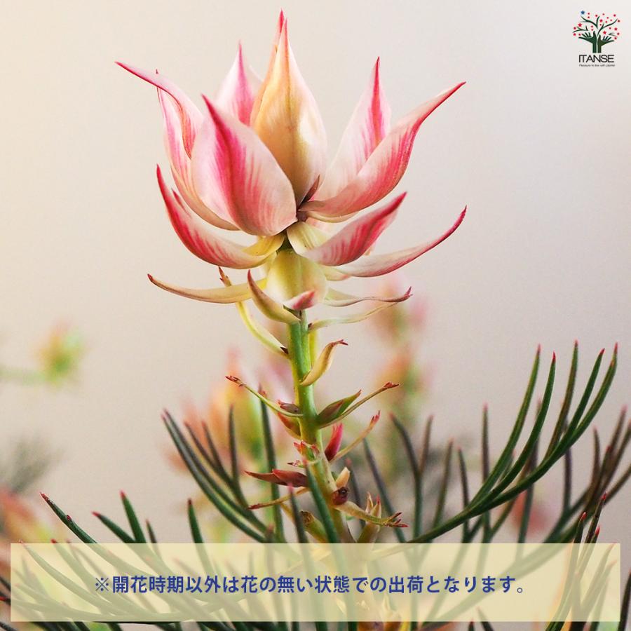 セルリア プリティピンク 花木苗 6号鉢/1個売り 花木の苗 Proteaceae