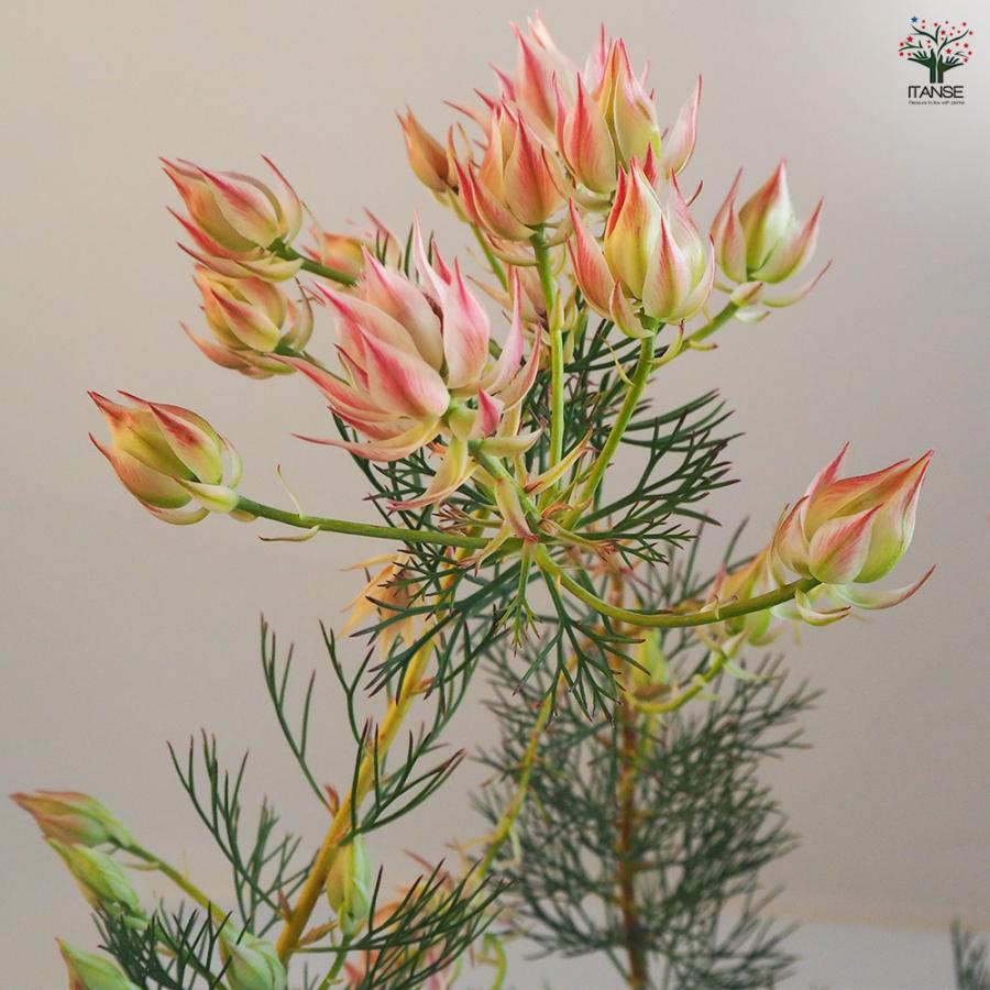 セルリア プリティピンク 花木苗 6号鉢/1個売り 花木の苗 Proteaceae