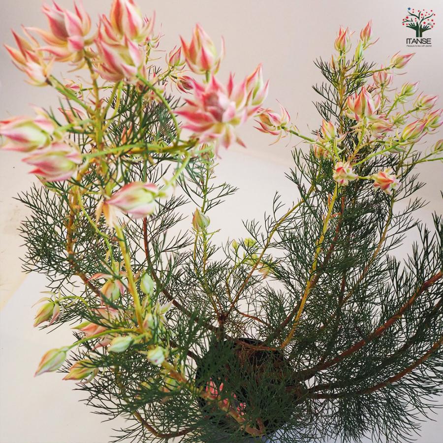 セルリア プリティピンク 花木苗 6号鉢/1個売り 花木の苗 Proteaceae
