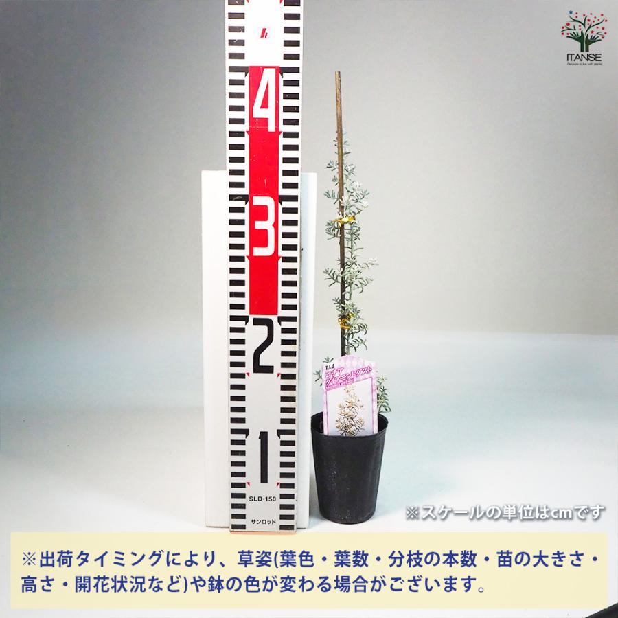 コチア ダイヤモンドダスト 花木苗 2.5号ポット/お買い得2個セット 花苗 花の苗 家庭菜園 ガーデニング プランター 寄植え ベランダ栽培 ...
