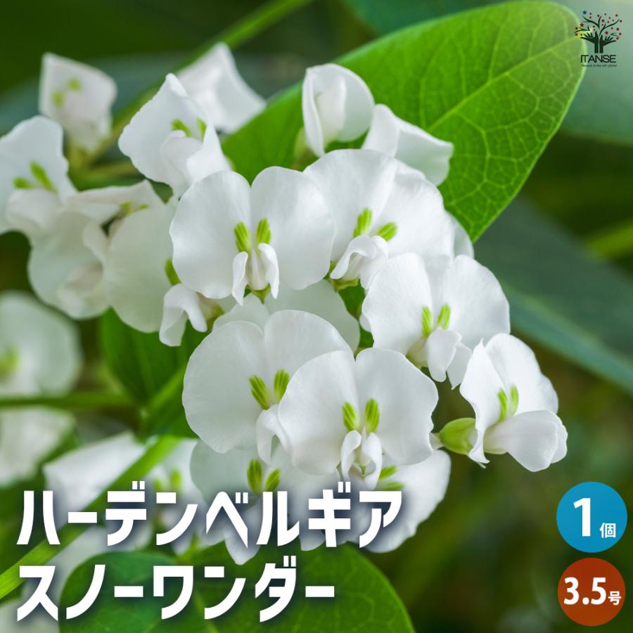 ハーデンベルギア　ホワイト・白　花木　苗　観葉植物 ハーデンベルギア スノーワンダー 花木苗 3.5号ポット/1個売り