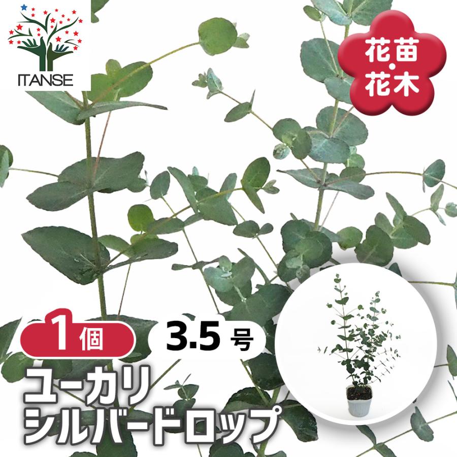 ユーカリ シルバードロップ 花木苗 3.5号ポット/1個売り ユーカリの苗