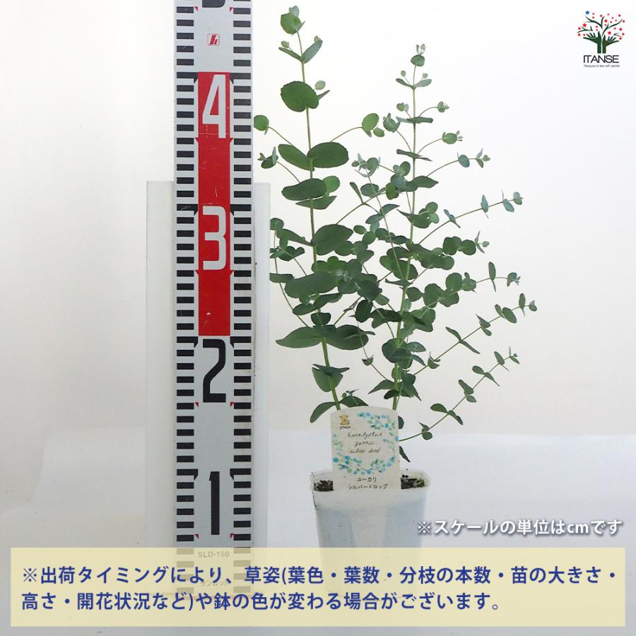 ユーカリ シルバードロップ 花木苗 3.5号ポット/お買い得2個セット