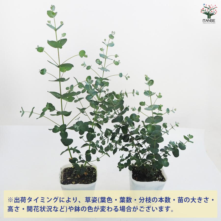 ユーカリ シルバードロップ 花木苗 3.5号ポット/お買い得2個セット