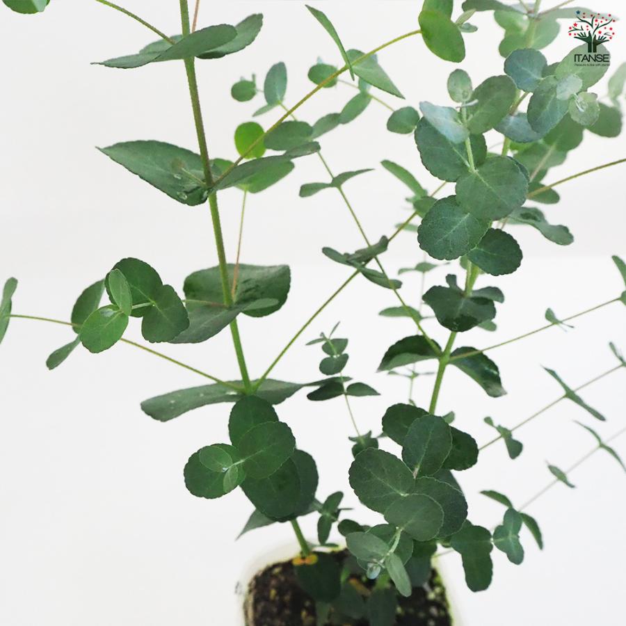 ユーカリ シルバードロップ 花木苗 3.5号ポット/お買い得2個セット