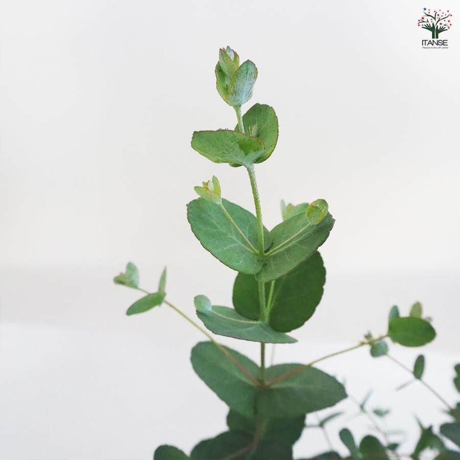 ユーカリ シルバードロップ 花木苗 3.5号ポット/お買い得2個セット