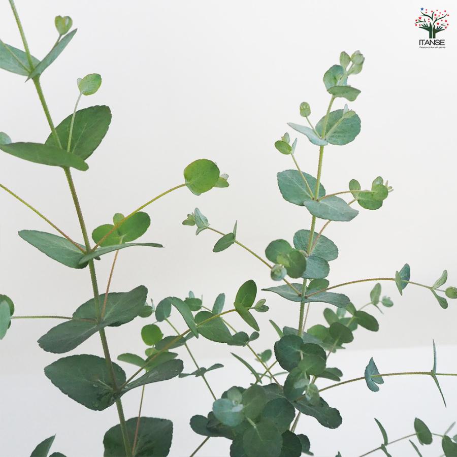 ユーカリ シルバードロップ 花木苗 3.5号ポット/お買い得3個セット