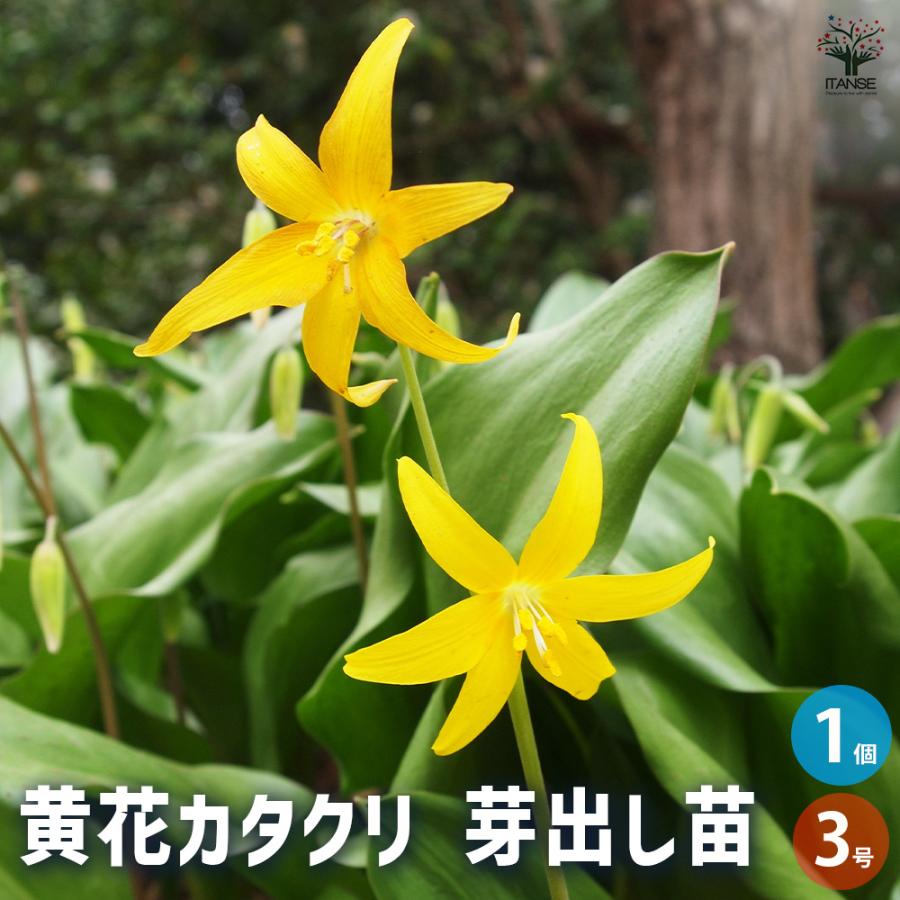 カタクリ　　苗　※希望本数ありましたらコメントへ 黄花カタクリ 芽出し苗 花苗 3号ポット/1個売り 片栗 堅香子 カタカゴ