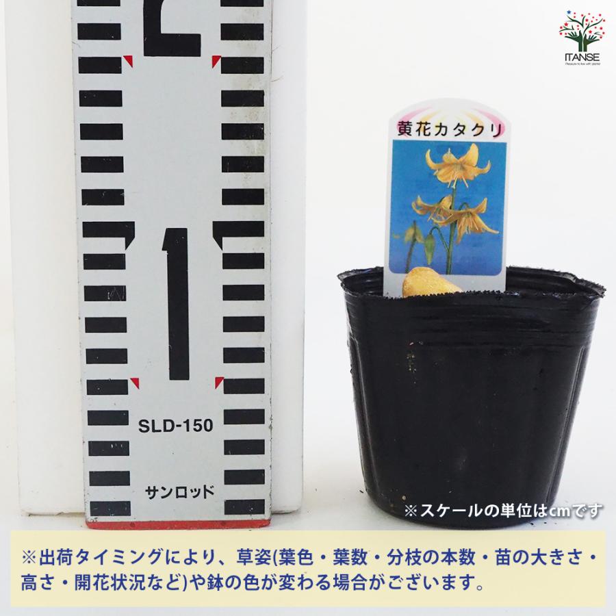 黄花カタクリ 芽出し苗 花苗 3号ポット/1個売り 片栗 堅香子 カタカゴ