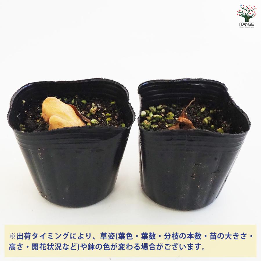黄花カタクリ 芽出し苗 花苗 3号ポット/1個売り 片栗 堅香子 カタカゴ