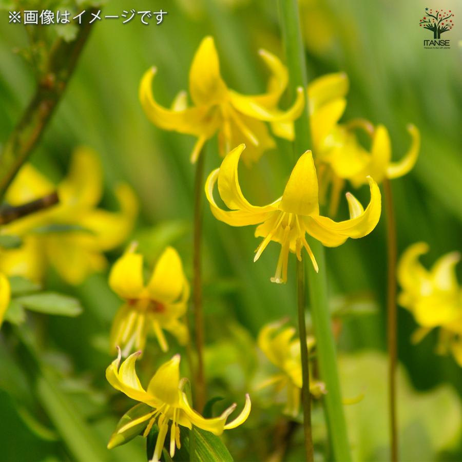 黄花カタクリ 芽出し苗 花苗 3号ポット/1個売り 片栗 堅香子 カタカゴ