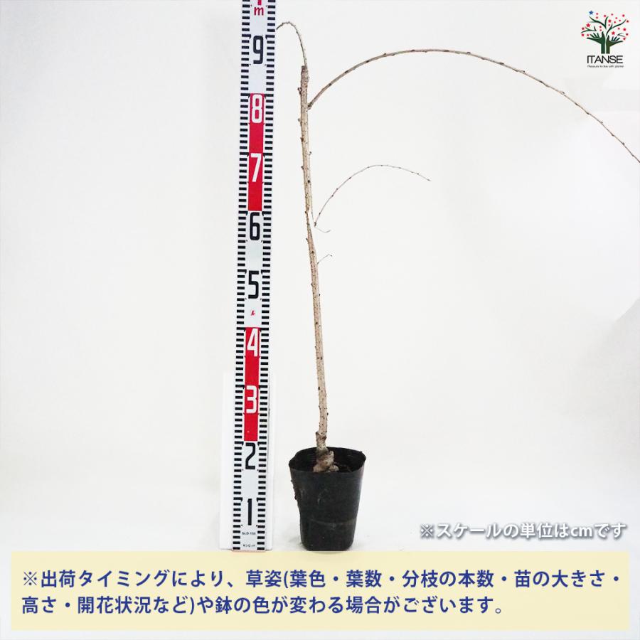 桜の苗木 仙台しだれ桜 花木苗 4号/1個売り 花木 サクラ さくら 