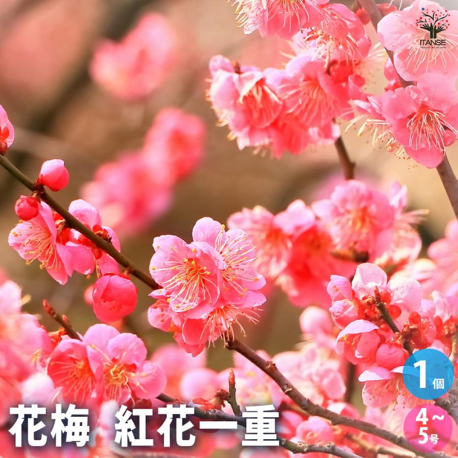 紅冬至梅 花梅苗木