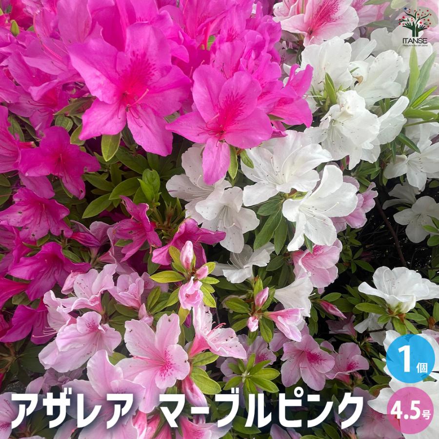 アザレア マーブルピンク 花木苗 4.5号/1個売り 西洋ツツジ オランダ