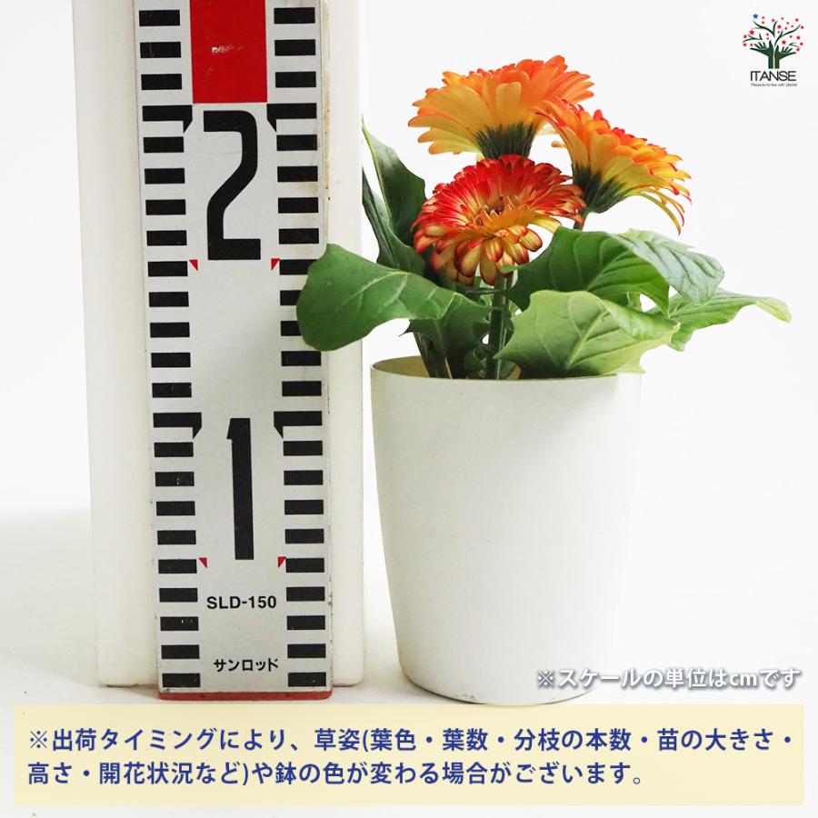 ガーベラ　2本セット 50本セット - ギフト・プレゼントに花を！ ガーベラ通販 4187unno