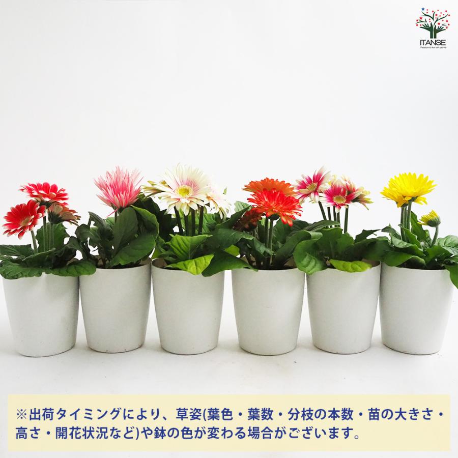 ミニガーベラ 品種mix 花苗 3.5号/お買い得2個セット 寄せ植え キク科