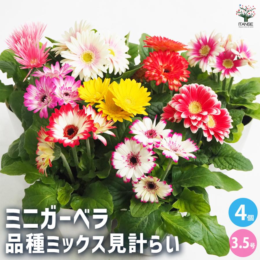 ミニガーベラ 品種mix 花苗 3.5号/お買い得4個セット 寄せ植え キク科