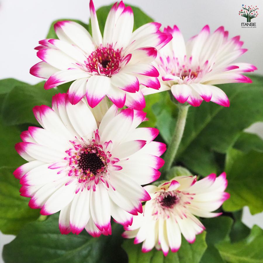ミニガーベラ 品種mix 花苗 3.5号/お買い得4個セット 寄せ植え キク科