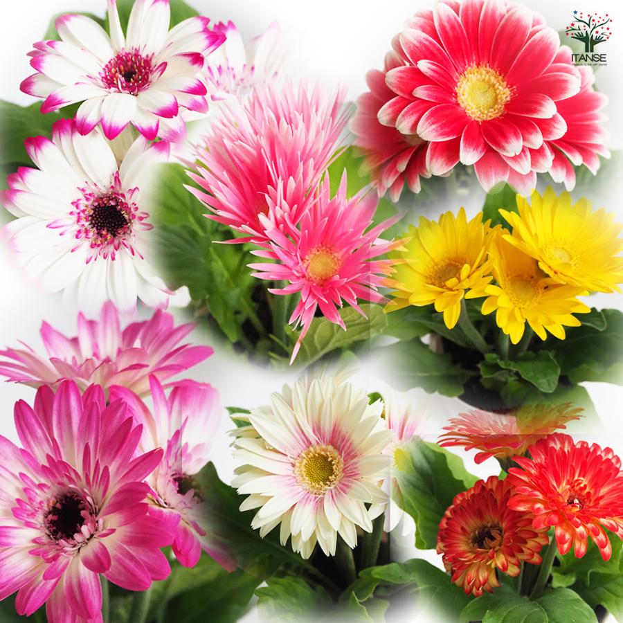 ミニガーベラ 品種mix 花苗 3.5号/お買い得4個セット 寄せ植え キク科