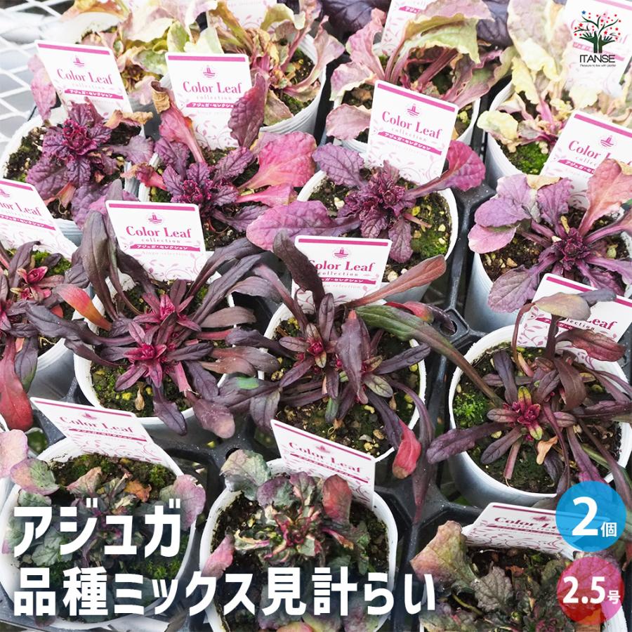 アジュガ 品種mix 花苗 2.5号/お買い得2個セット アユガ 西洋