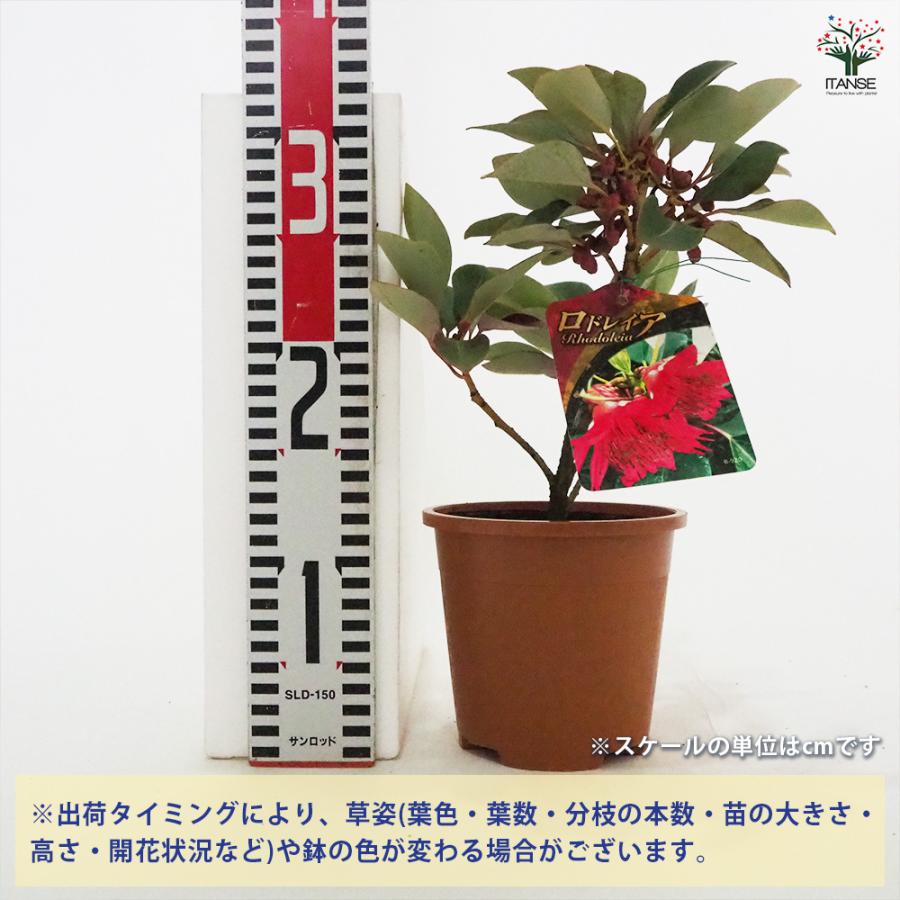 ロドレイア 花木苗 4.5号/1個売り 石楠花擬 シャクナゲモドキ ヘンリー
