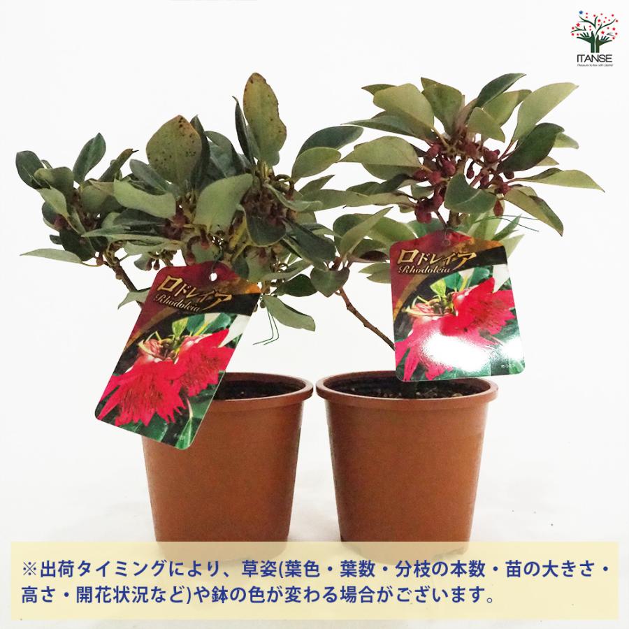 ロドレイア 花木苗 4.5号/1個売り 石楠花擬 シャクナゲモドキ ヘンリー