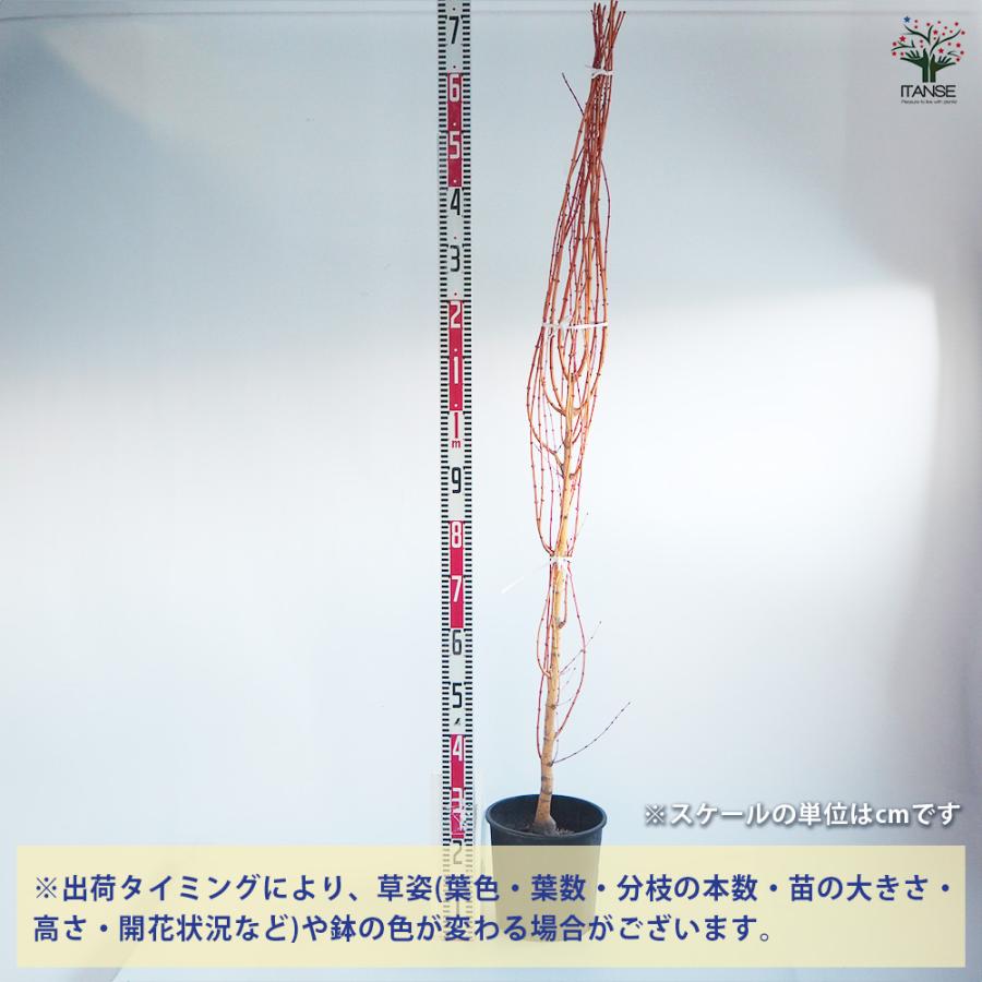 モミジ(カエデ)の苗木 美峰 花木苗 8号/1個売り 庭木の苗 植木の苗木