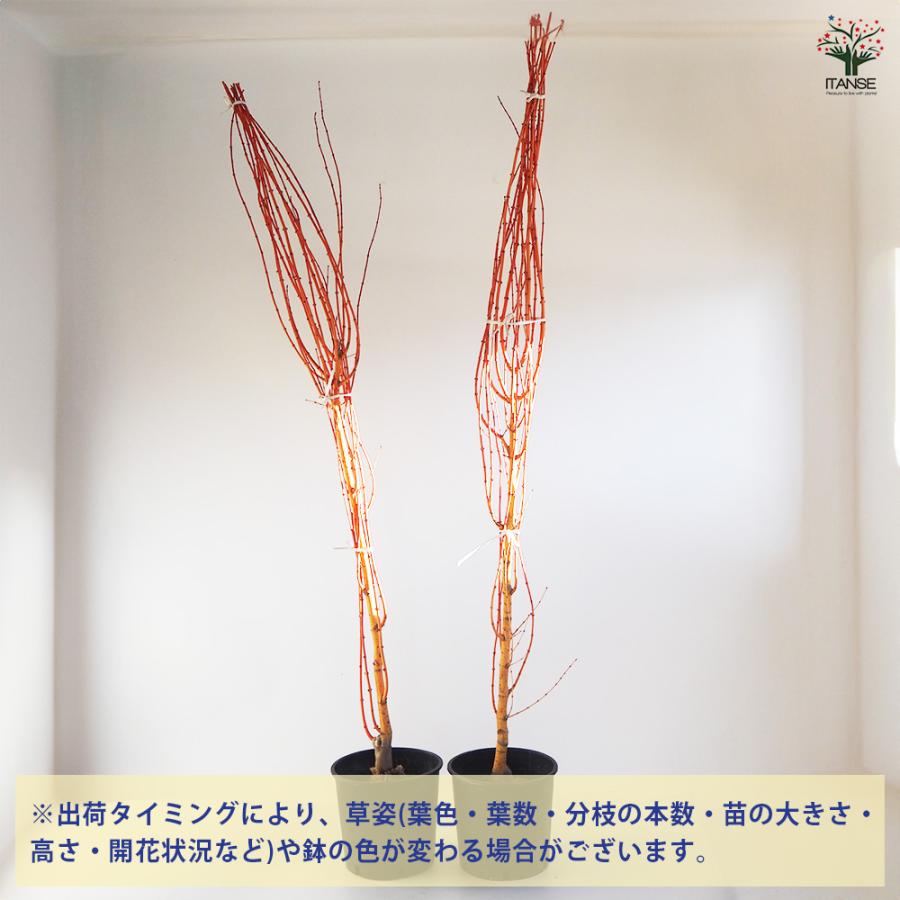 モミジ(カエデ)の苗木 美峰 花木苗 8号/1個売り 庭木の苗 植木の苗木