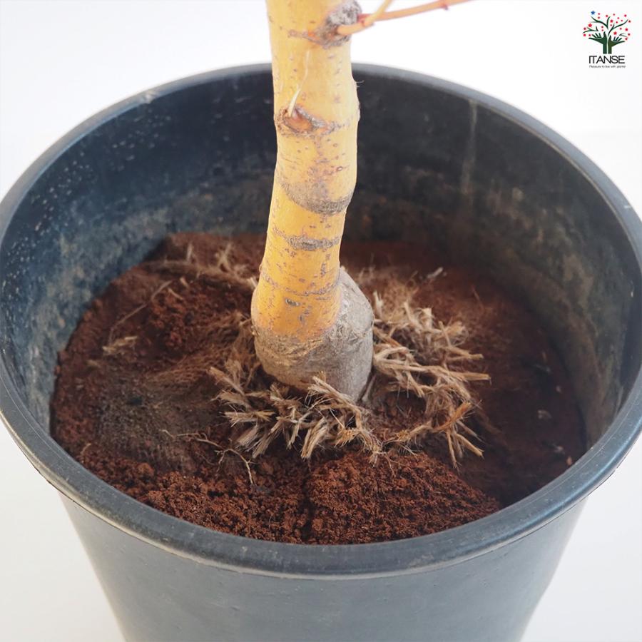 モミジ(カエデ)の苗木 美峰 花木苗 8号/1個売り 庭木の苗 植木の苗木