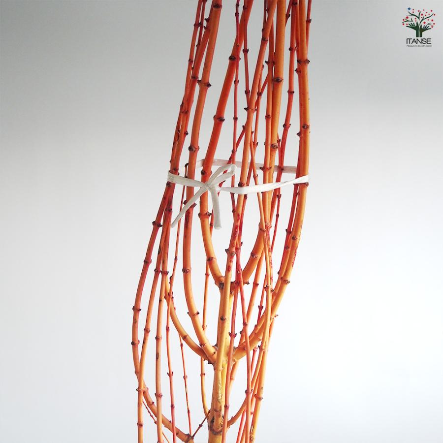 接ぎ木 3種 モミジ類 カエデ属 希少 ガーデニング 紅葉 接ぎ木 3種