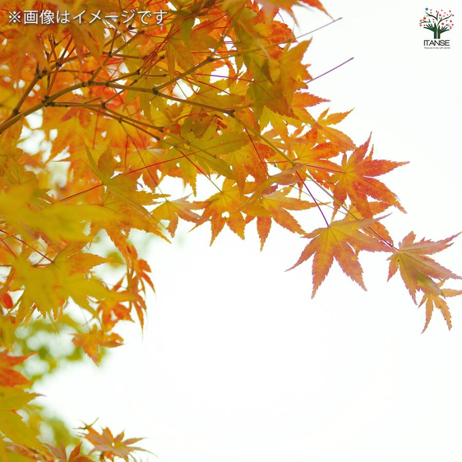 モミジ(カエデ)の苗木 美峰 花木苗 8号/1個売り 庭木の苗 植木の苗木