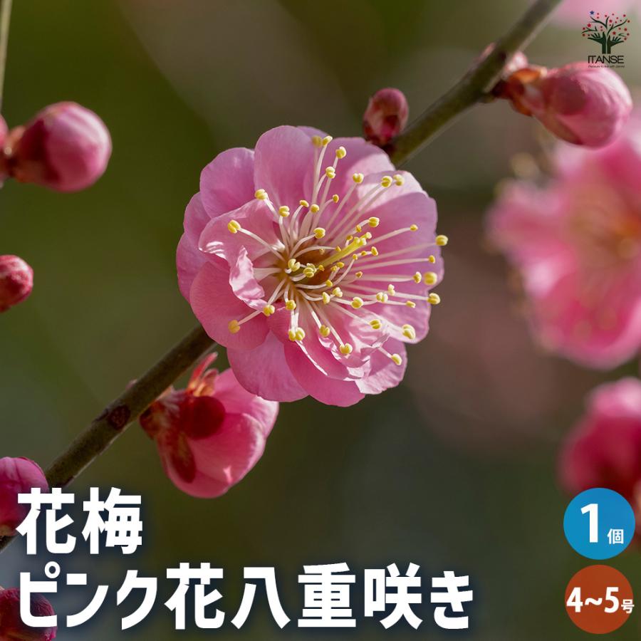 花梅の苗木 ピンク八重咲 花木苗 4〜5号/1個売り 梅苗 うめの苗 うめ苗