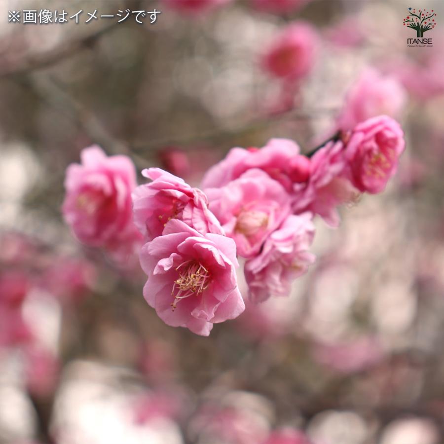八重咲花梅ピンク　盆栽　鉢ごと発送 八重咲花梅ピンク 盆栽 鉢ごと発送 【公式通販】