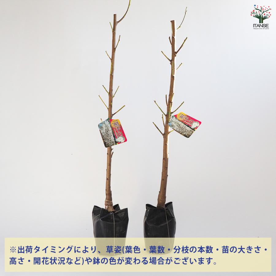 花桃の苗木 照手白 花木苗 4〜5号/1個売り